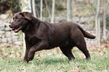 LABRADOR 799